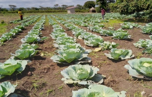 CABBAGE-PLANTATION