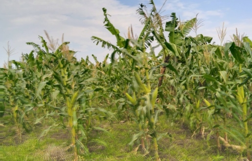 maize-plantation